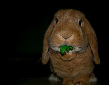 Close-up portrait of a bunny over black background