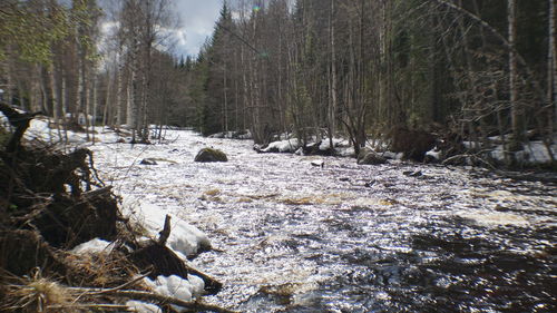 Snow covered trees in forest during winter