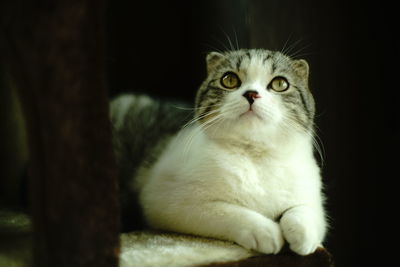 Close-up portrait of a cat