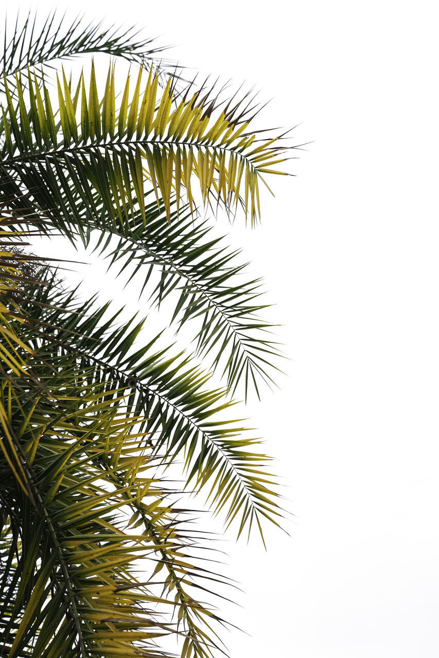 LOW ANGLE VIEW OF PALM LEAVES AGAINST SKY