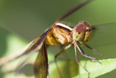 Close-up of insect on plant