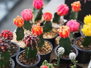 High angle view of potted plants