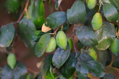 Large groups of long jujube fruits hanging under plant with green leaves background