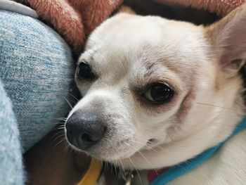 Close-up of a dog looking away