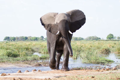 Elephant on field against sky