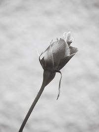 Close-up of rose against blurred background