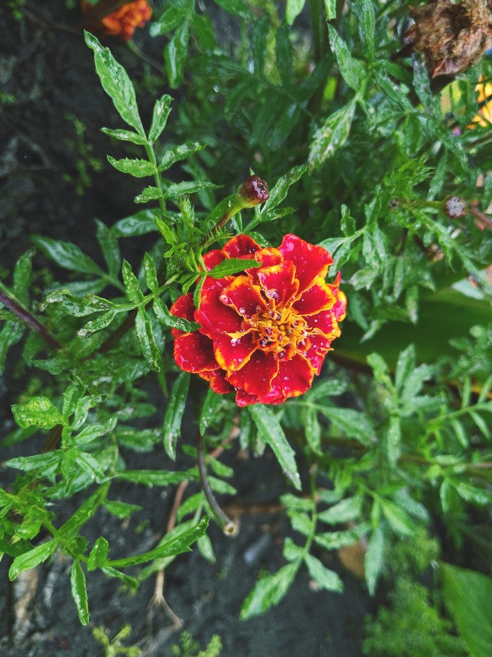 growth, red, nature, beauty in nature, flower, green color, plant, freshness, outdoors, day, fragility, petal, no people, leaf, flower head, close-up, blooming