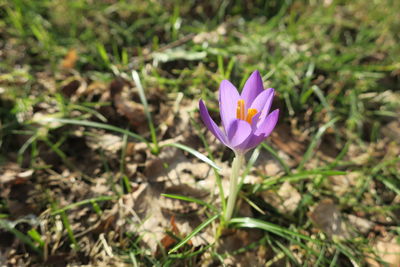Close-up of purple crocus flower on field