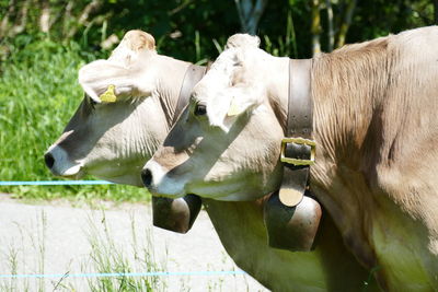 Cows in a row