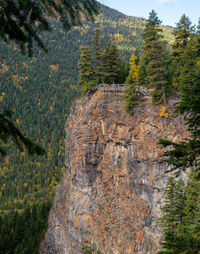 View of pine trees in forest