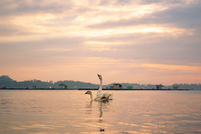 Bird in a lake