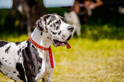 Dog looking away