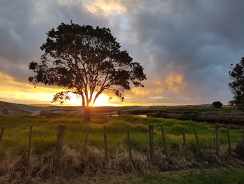 Tree on field against sky during sunset