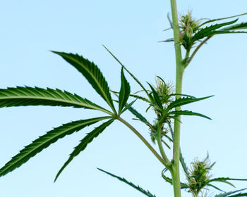 Close-up of fresh plant against clear sky