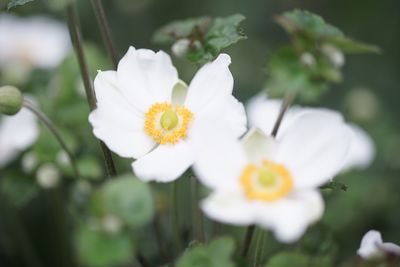 flowering plant