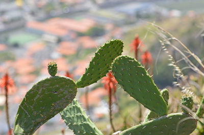 Close-up of succulent plant