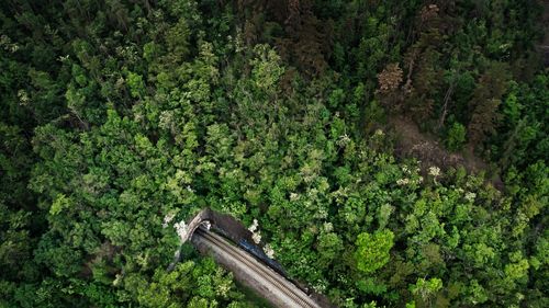 High angle view of trees in forest