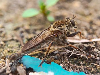 Close-up of fly on wood