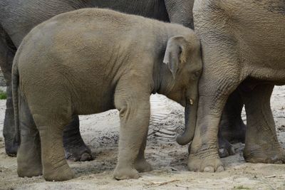 Elephants standing together