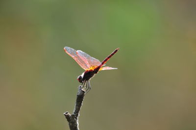 Close-up of dragonfly on twig