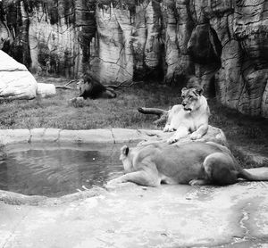 Sheep relaxing on rock