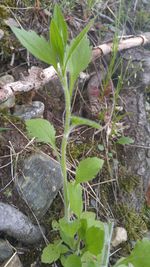 Plant growing on a tree