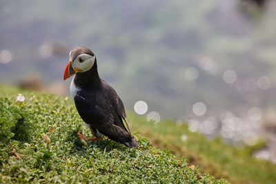 Puffin standing on a rock cliff . fratercula arctica