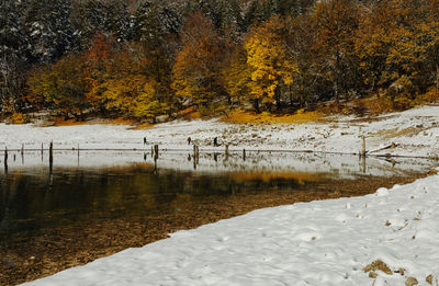 Trees by water during winter