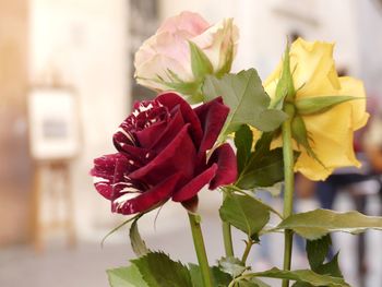 Close-up of rose bouquet