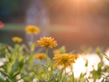 Close-up of yellow flowering plants on field