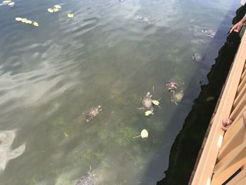 High angle view of ducks swimming in lake