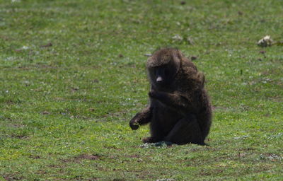 Monkey sitting on grassy field