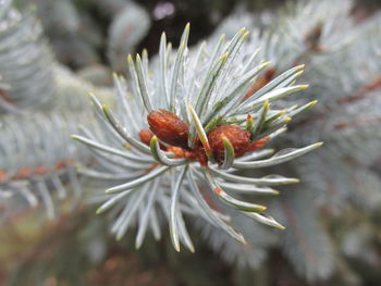 Close-up of pine cone on tree