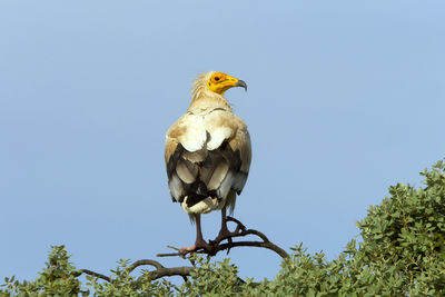 Low angle view of bird perching on branch against sky