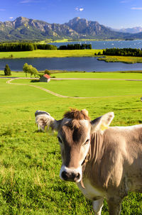 Cow outdoors graze on meadow