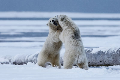 Polar bears fighting on snow covered landscape