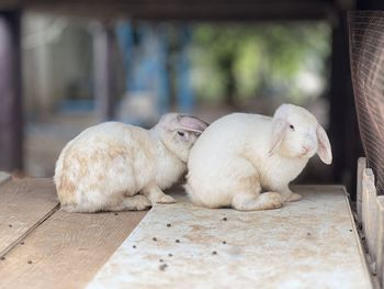 Close-up of rabbit