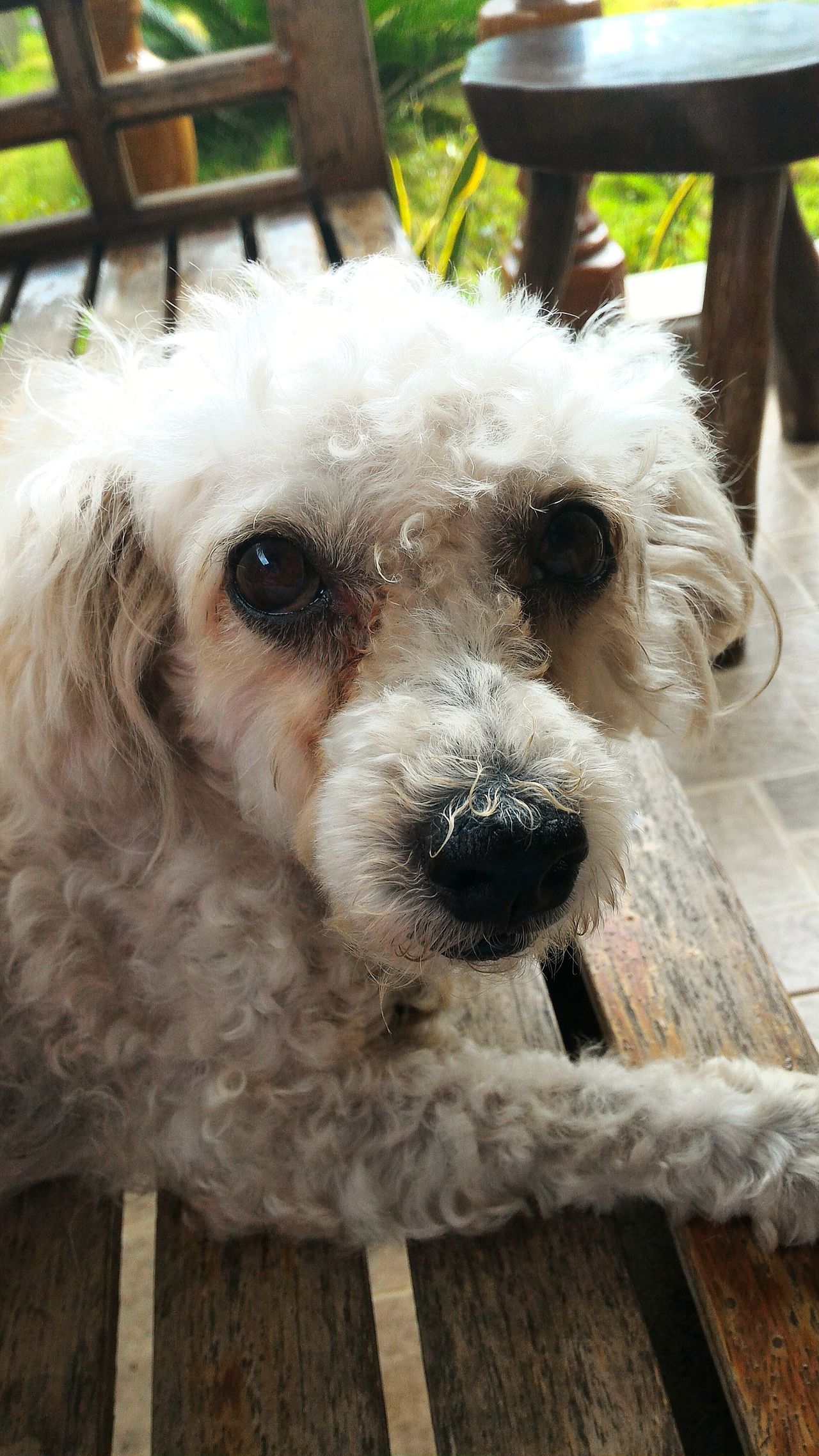 Toypoodle