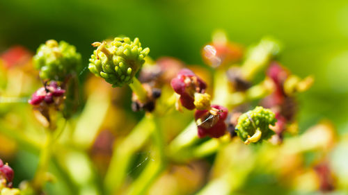 Close-up of flowering plant