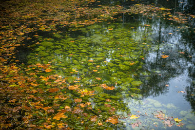 High angle view of leaves floating on water