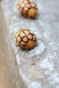 High angle view of a shell