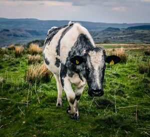 Cow standing in a field