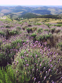 Purple flowering plants on field