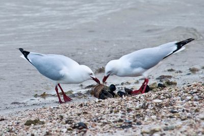 Birds flying over the sea