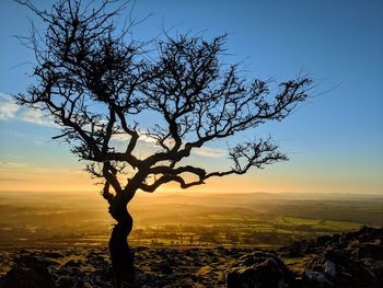 Silhouette tree against sky during sunset
