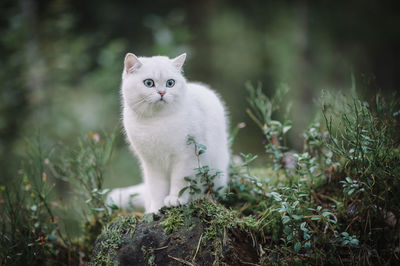 Portrait of white cat sitting on land