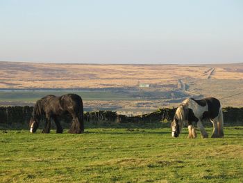 Cows grazing on field against sky