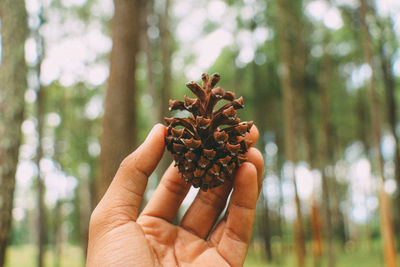 Close-up of hand holding pine cone