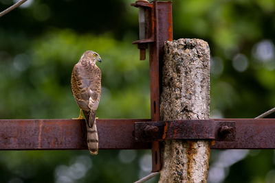 Close-up of bird perching on metal railing