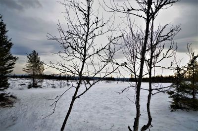 Bare trees on frozen lake against sky during winter